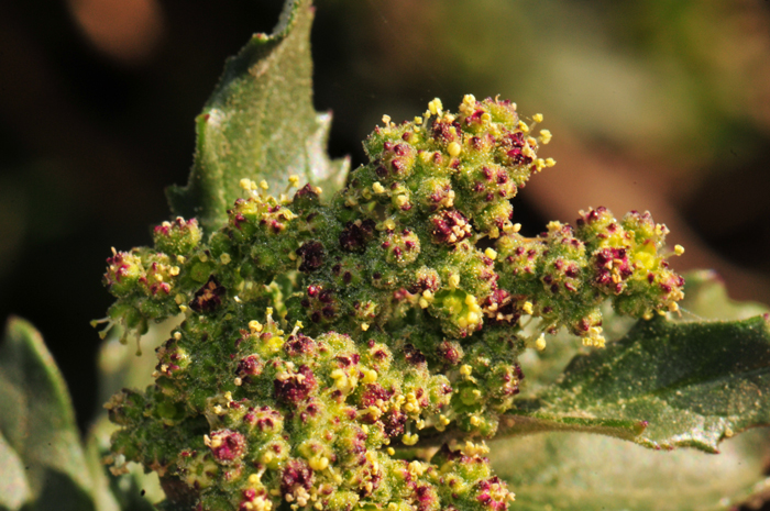 Nettleleaf Goosefoot has green or greenish-yellow flowers which are mostly in small axillary and terminal flowering stems in terminal panicles. Chenopodiastrum murale 